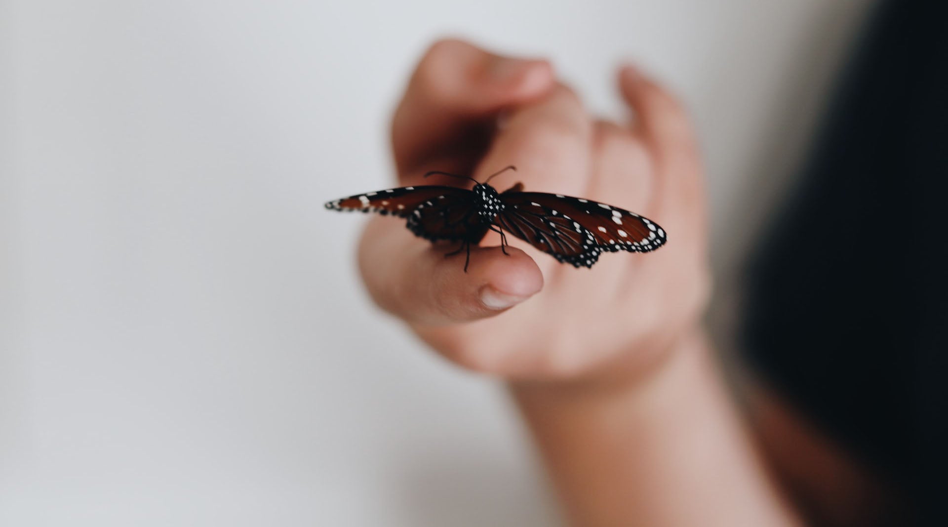 dark butterfly perched on a person's finger