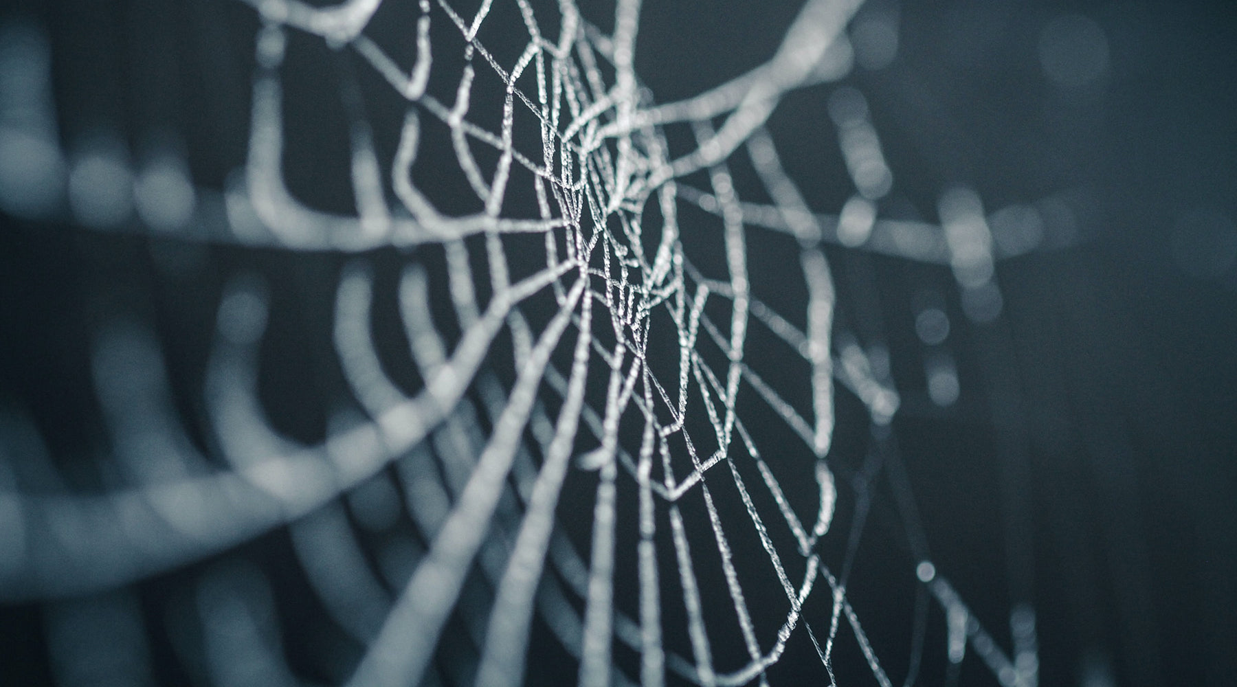 macro photography of an iced spider web