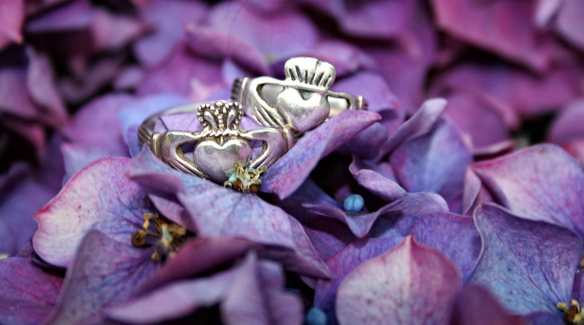 two silver claddagh rings on purple flowers